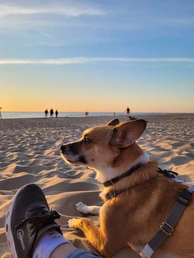 Hundetreffen-Spazier- und Trainingspartner gesucht-Bild