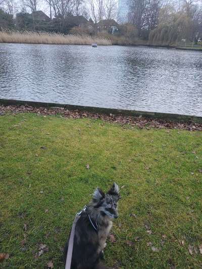 Hundetreffen-Gemeinsamer Spaziergang in Travemünde-Bild