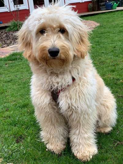 Die Dogorama Monats Challenge "Es grünt und blüht"-Beitrag-Bild