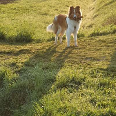 Langhaar Collies-Beitrag-Bild