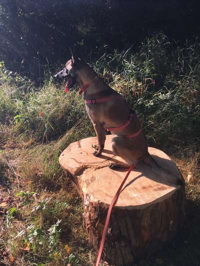 Zeigt eure Malinois!!!-Beitrag-Bild