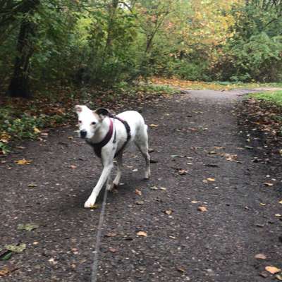 Hundetreffen-Hundetreffen Hülserberg-Bild