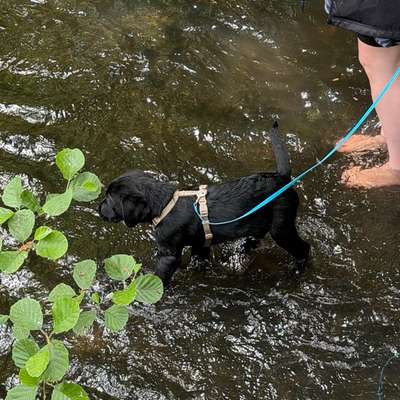 Hundetreffen-Assistenz Azubi sucht Hundekumpel-Bild