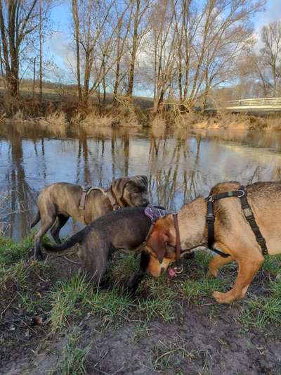 Hundetreffen-Spielrunden/Gassitreff-Bild