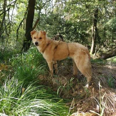 Hundetreffen-Neue Hundefreunde für Winja in Oberpleis-Bild