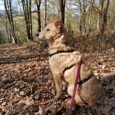 Hundetreffen-Neue Hundefreunde für Winja in Oberpleis-Bild