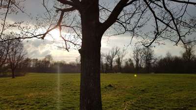 Hundeauslaufgebiet-Waldspielwiese-Bild