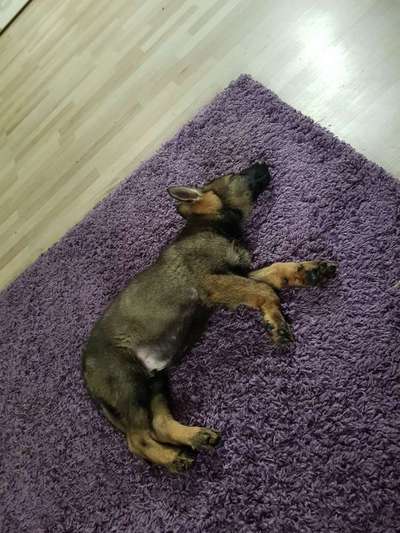 Welpen Bilder !-Beitrag-Bild