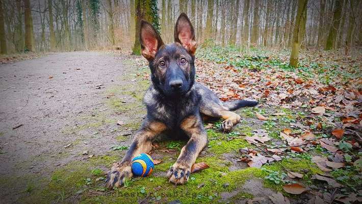 Zeigt mal die schönsten Bilder von euren Hunden !-Beitrag-Bild