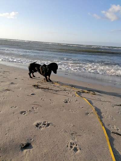 Dogorama Photo Challenge - Tierischer Urlaub-Beitrag-Bild