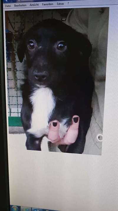 Wie wichtig ist euch das Aussehen eures Hundes?-Beitrag-Bild