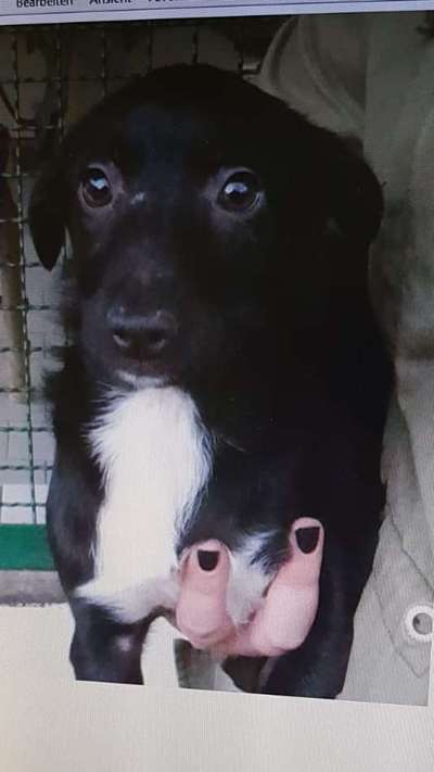 Wie wichtig ist euch das Aussehen eures Hundes?-Beitrag-Bild