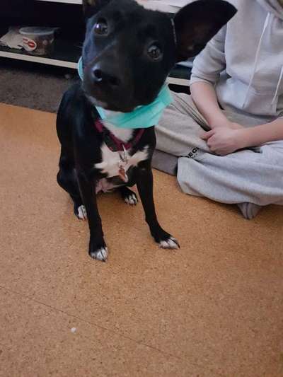 Die besten Hundeblicke 🐾❤️-Beitrag-Bild