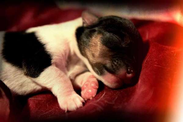 Welpen Bilder !-Beitrag-Bild