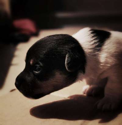 Welpen Bilder !-Beitrag-Bild