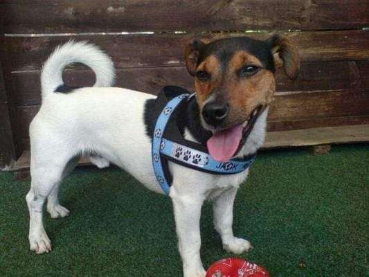 Wo sind die Jack und Parson Russell Terrier?-Beitrag-Bild