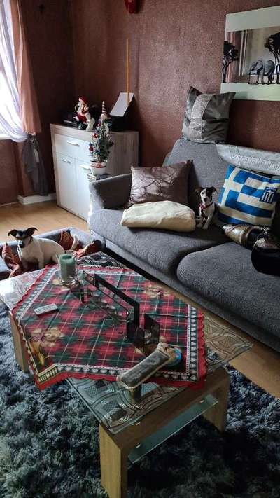 Wo sind die Jack und Parson Russell Terrier?-Beitrag-Bild