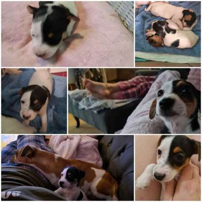 Welpen Bilder !-Beitrag-Bild