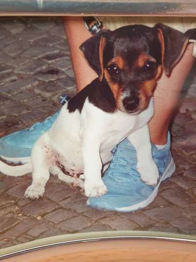 Welpen Bilder !-Beitrag-Bild