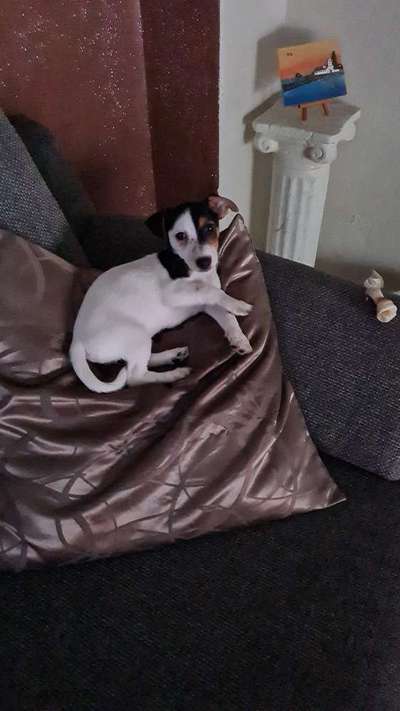 Wo sind die Jack und Parson Russell Terrier?-Beitrag-Bild