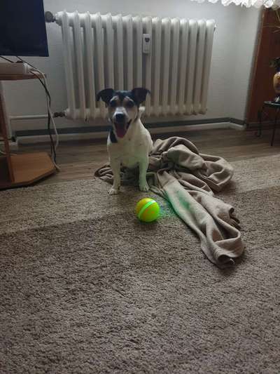 Wo sind die Jack und Parson Russell Terrier?-Beitrag-Bild