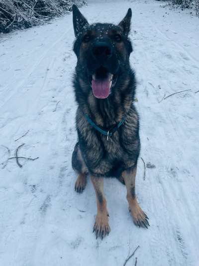 Schäferhund-Beitrag-Bild