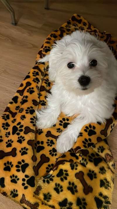 Das erste Bild eures Hundes-Beitrag-Bild