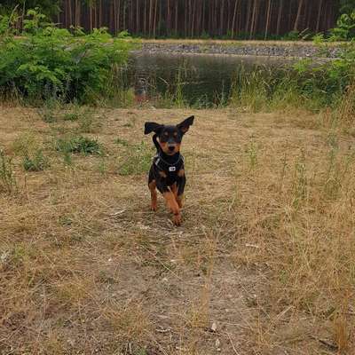 Hundetreffen-Welpentreff-Profilbild