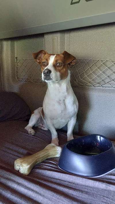 Die Dogorama Wochen Challenge-Beitrag-Bild