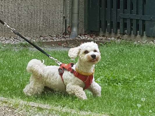 Maltipoo Freunde-Beitrag-Bild