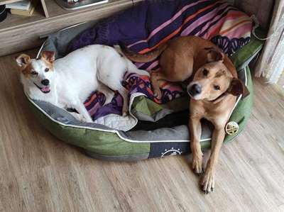 Bester Freund, Hundekumpel - zeigt her!-Beitrag-Bild