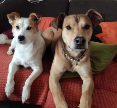 Bester Freund, Hundekumpel - zeigt her!-Beitrag-Bild