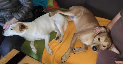 Bester Freund, Hundekumpel - zeigt her!-Beitrag-Bild