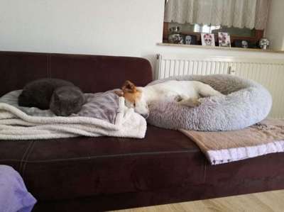 Hund und Katz Momente-Beitrag-Bild