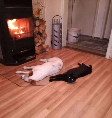 Hund und Katz Momente-Beitrag-Bild