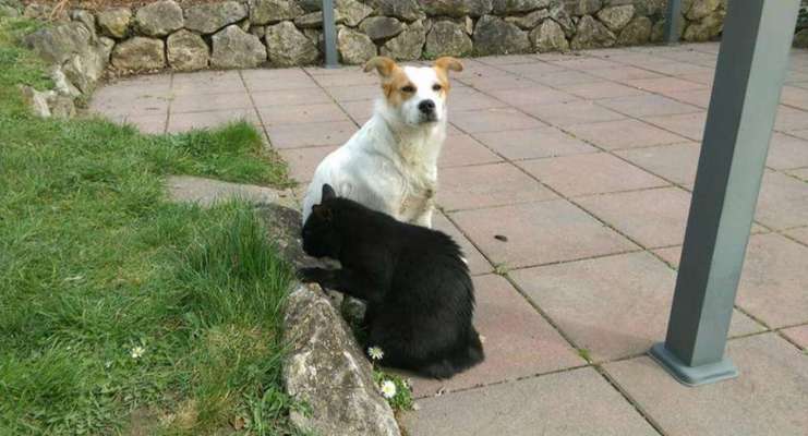 Hund und Katz Momente-Beitrag-Bild