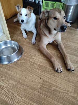 Bester Freund, Hundekumpel - zeigt her!-Beitrag-Bild