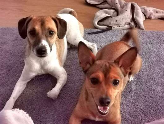 Zweithund - Erfahrungen u. Meinungen-Beitrag-Bild