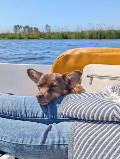aktuelles Foto Gruppe Hundefreunde Borken NRW