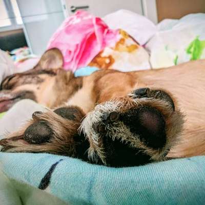 Krallenschleifer Empfehlungen gesucht-Beitrag-Bild