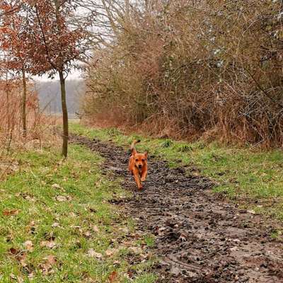 Titelbild Gruppe Hundefreunde Borken NRW