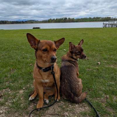Hundetreffen-Hundetreff Minis Borken - jeden Freitag ✨-Bild