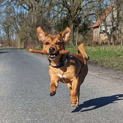 Hundetreffen-Gassirunde / Hundetreff für kleine Hunde-Bild