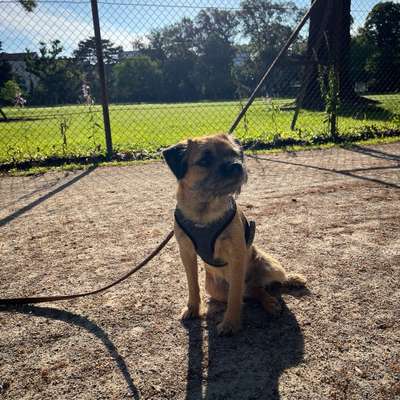 Hundetreffen-Spielfreund gesucht :)