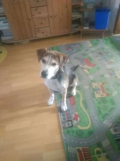 Hundetreffen-Spielrunde-Bild