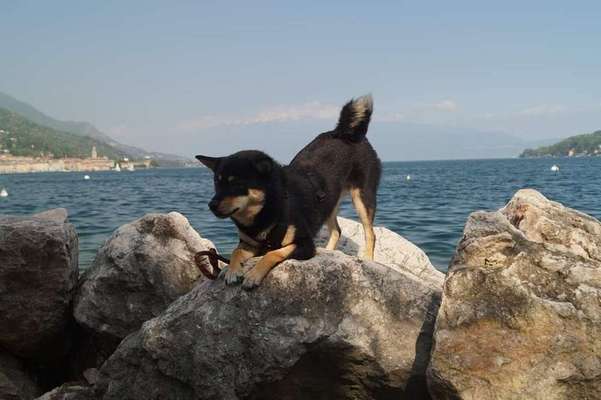 Shiba Inu Erfahrungen?-Beitrag-Bild