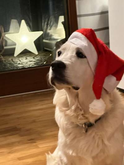 Wo sind die Golden Retriever Liebhaber?-Beitrag-Bild