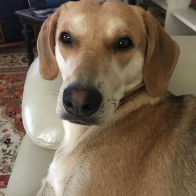 Hundetreffen-Gassirunde-Bild