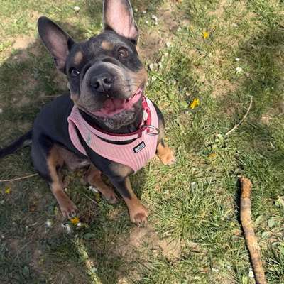 Hundetreffen-Hundetreffen in Graz-Bild