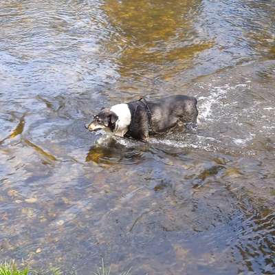 Hundetreffen-Hundefreunde